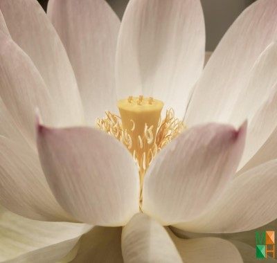  Tranh dán tường Hàn Quốc hoa sen FW - 294